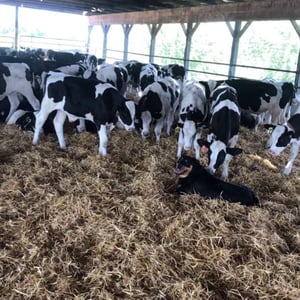 D&D Grain, Michigan Performance Beef customers. D&D Grain, Michigan Performance Beef customers.