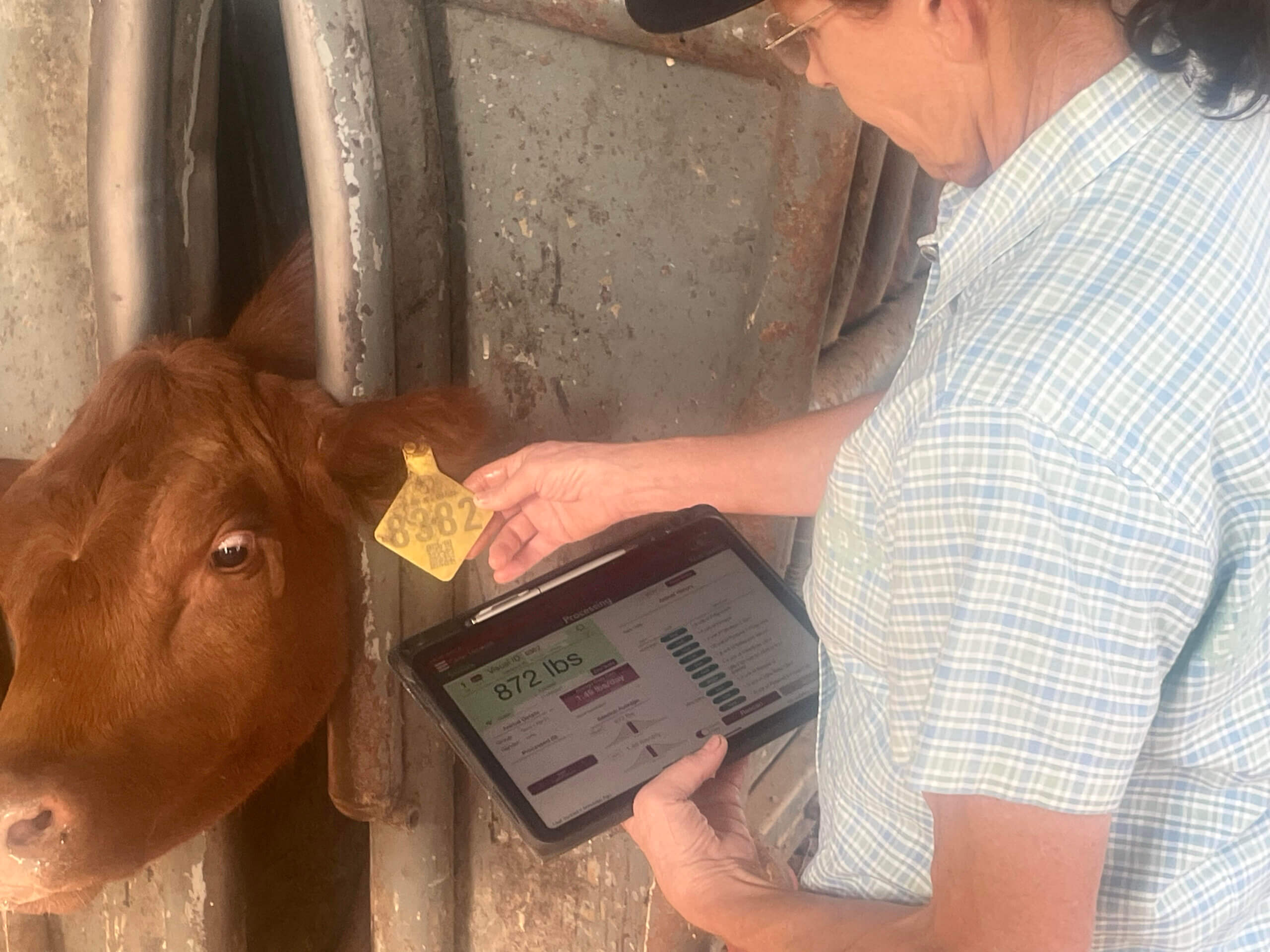 Margie Carter comparing EID tags with the automated syc on the Performance Beef iPad.