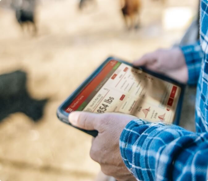 Cattle Market App RealTime Market Insights Cattle Krush