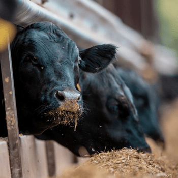 Cattle