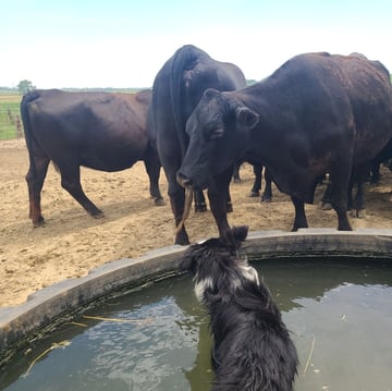 d859c151-a38c-4b04-8e0a-81d8a98b0105-1