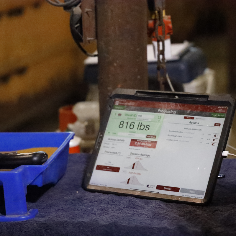 Health analytics in Performance Beef